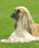 Afghan Hound 9B033D-22